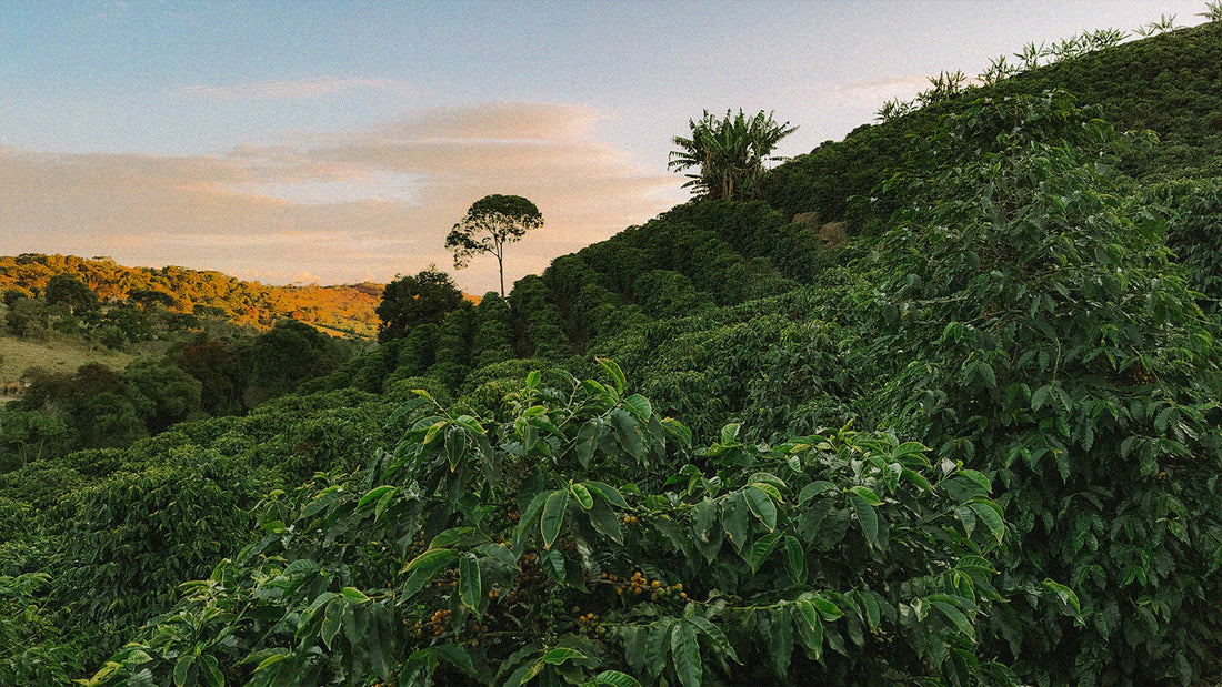 Coffee Regions: Where Does Your Coffee Come From?